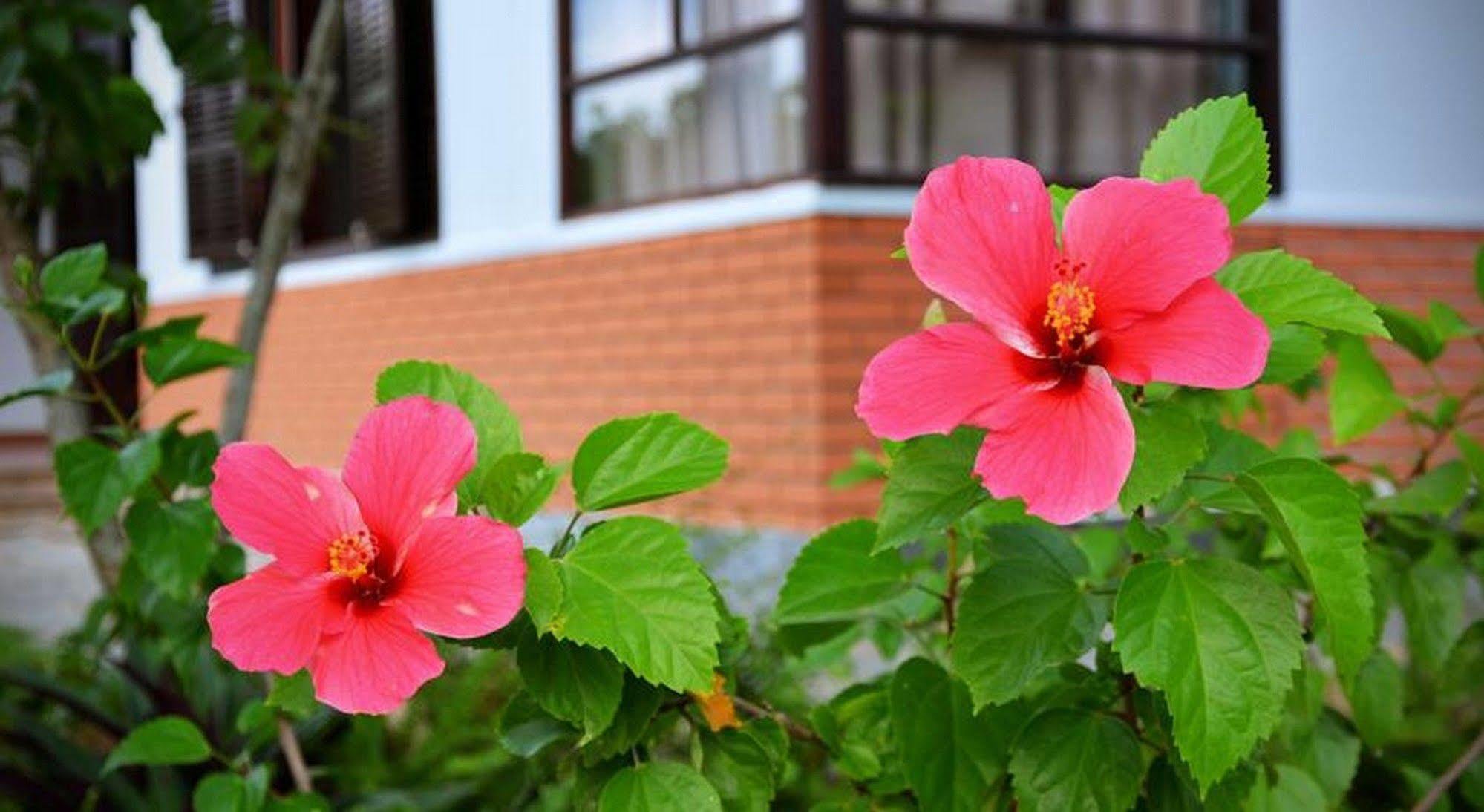 Garden Aroma Homestay Hoi An Exterior photo